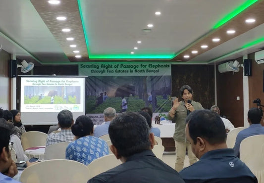 Creating Safe Passage for Elephants in other tea estates