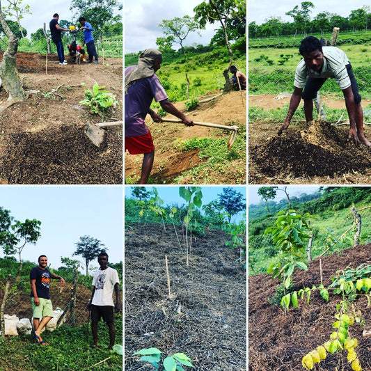 Afforestation begins!