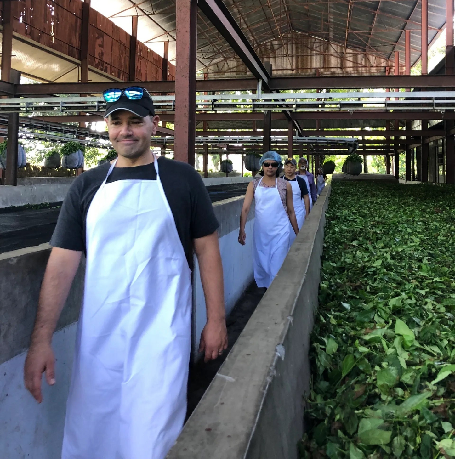 Half-Day Tea Farm & Factory Tour