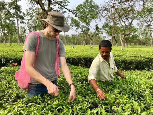 Nuxalbari Tea Connoisseur’s Course: Sip Your Way to Tea Mastery!